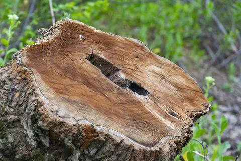 Fresh Tree Trunk Cut with Visible Wood Rings Stock-Fotos