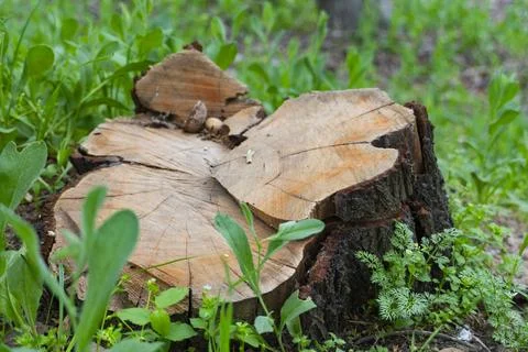 Fresh Tree Trunk Cut with Visible Wood Rings Fotos de archivo