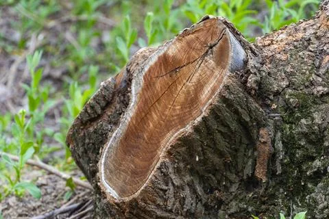Fresh Tree Trunk Cut with Visible Wood Rings Stock Photos