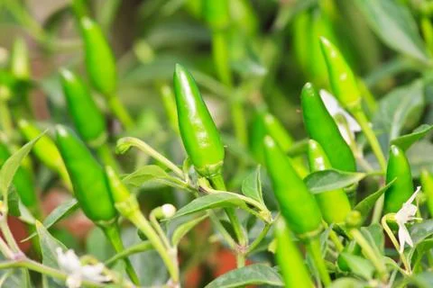 Fresh tropical chilli Stock Photos