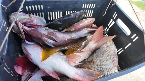 Fresh Tropical Fish Being Weighed at Local Market 動画素材 336697388