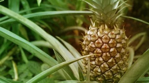 Fresh tropical pineapple. 動画素材 46007907