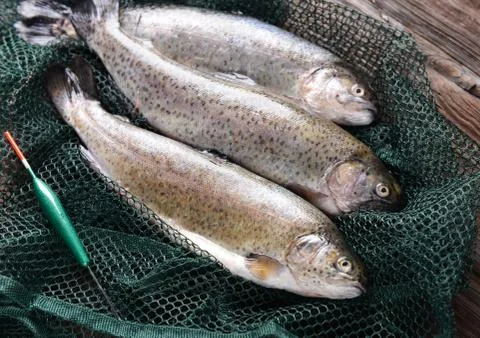 Fresh trout Stock Photos