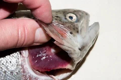 Fresh trout.Checking the freshness of fish. Stock Photos