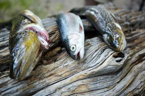 Fresh trouts lying on tree trunk Stock Photos