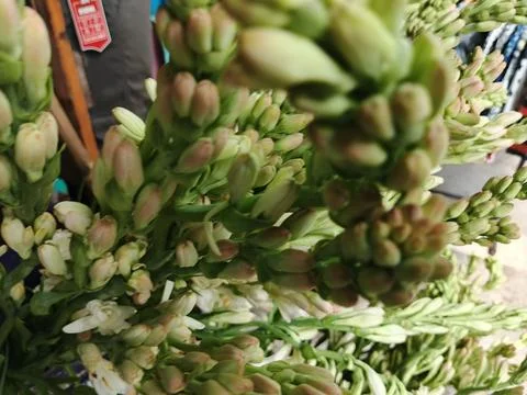 Fresh Tuberose Flower Buds Close Up Stock Photos