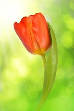 Fresh tulip with leaf Stock Photos