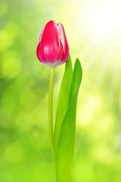 Fresh tulip with leaf Stock Photos