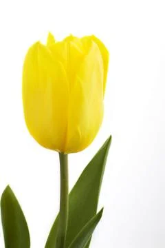 Fresh tulip Stock Photos