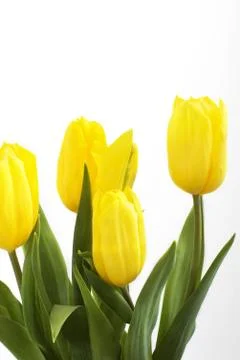 Fresh tulips Stock Photos