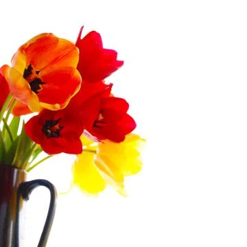 Fresh tulips Stock Photos