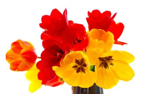 Fresh tulips Stock Photos