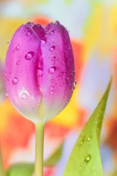 Fresh tulips Stock Photos