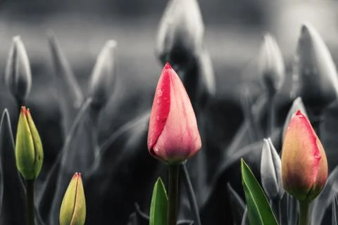 Fresh tulips Stock Photos