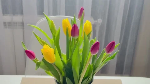 Fresh tulips in the vase on the table Stock Footage 267213889