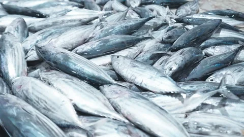 Fresh tuna fish piled high on market surface for sale to customers daily Video stock 328030649