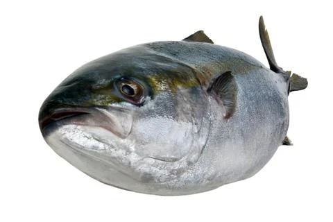Fresh tuna Stock Photos