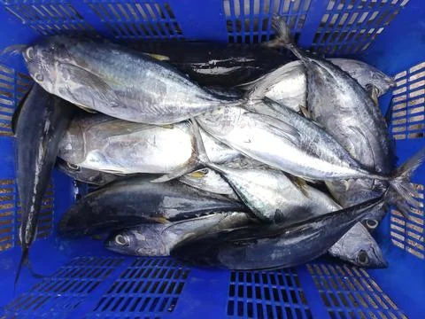 Fresh tuna Stock Photos