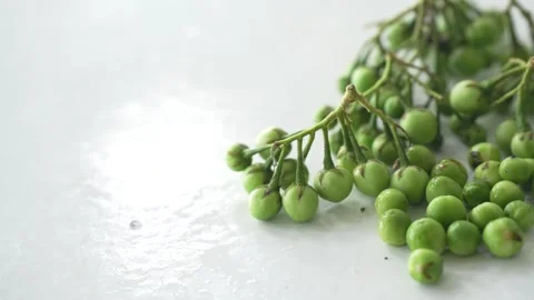 Fresh turkey berries on the stem placed on a clean white surface Stock Footage 337976558