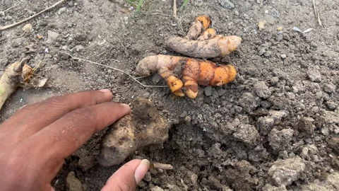 Fresh Turmeric Being Pulled from Soil – Harvesting Roots Close-Up Video Видео 321388104