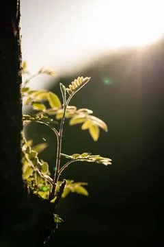 A fresh twig grows in the sun in spring Stock Photos