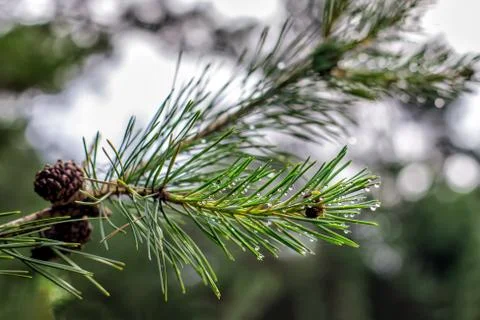 Fresh twig of the pine tree in a spring. Stock Photos