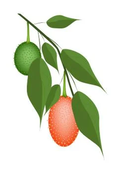 Fresh Two Teasel Gourds on A Tree Stock Illustration