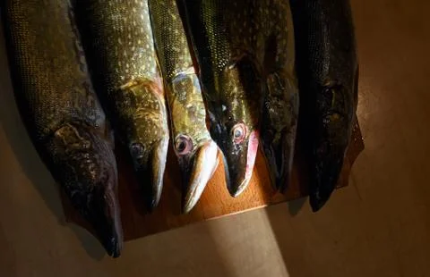 Fresh Uncooked Pike Stock Photos
