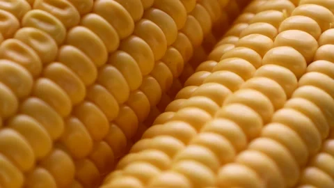 Fresh uncooked yellow sweet corn cob with seeds circle rotation close up Stock Footage 264096079