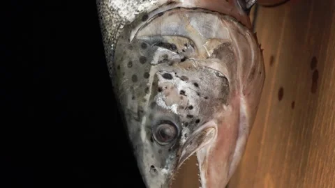 Fresh uncut salmon close-up on a dark background. Stock Footage 140796475