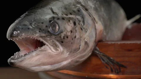 Fresh uncut salmon close-up on a dark background. Stock Footage 140842493