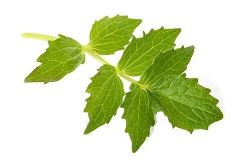 Fresh Valerian leaf Stock Photos