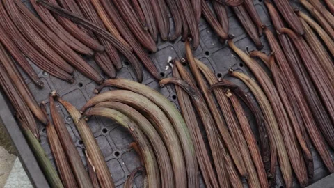 Fresh Vanilla 動画素材 314677317