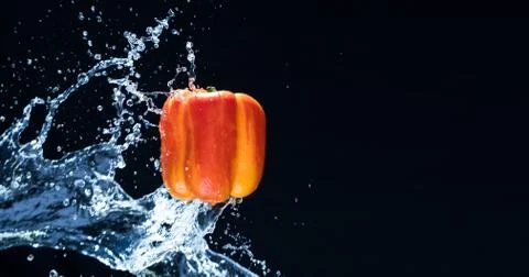 Fresh Variegated pepper gets splashed  with water on black background. Concep Stock Photos