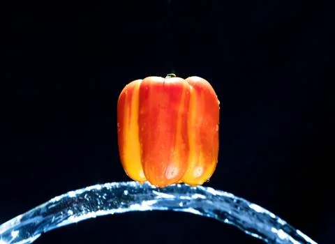 Fresh Variegated pepper gets splashed  with water on black background. Concep Stock Photos