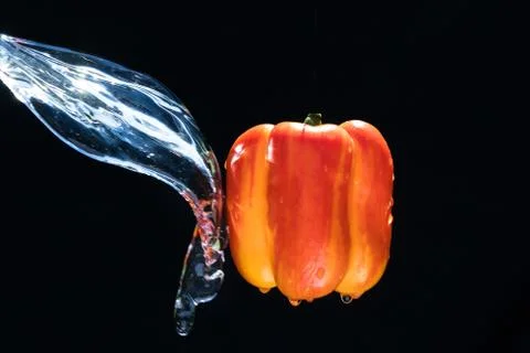 Fresh Variegated pepper gets splashed  with water on black background. Concep Stock Photos