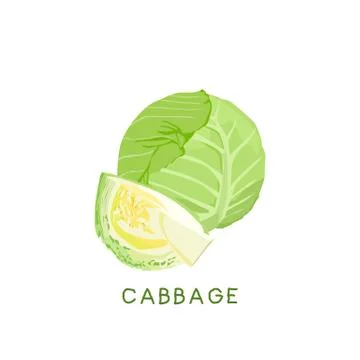 Fresh vegetable Cabbage isolated vector illustration Illustrazione stock