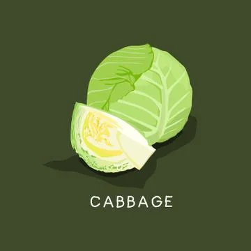 Fresh vegetable Cabbage isolated vector illustration Stock Illustration