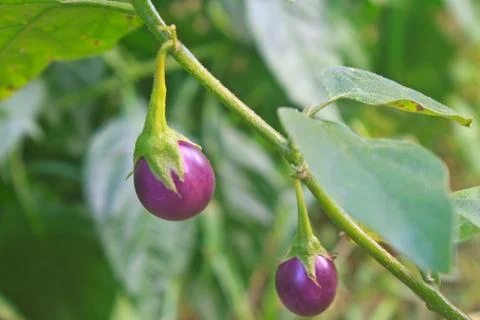 Fresh vegetable eggplant on tree Stock Photos