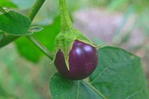 Fresh vegetable eggplant on tree 스톡 사진