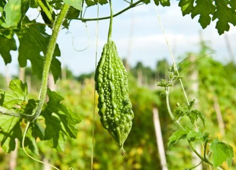 Fresh vegetable in farm. Stock Photos