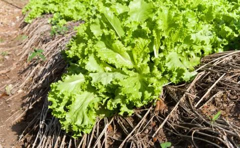 Fresh vegetable in farm. Stock Photos