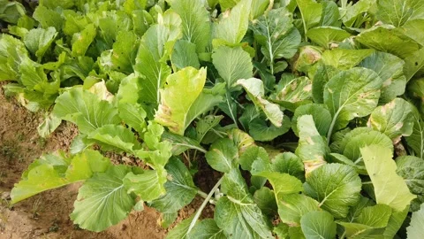 Fresh vegetable field Stock Footage 100628629