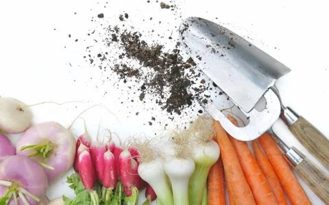 Fresh vegetable from garden Stock Photos