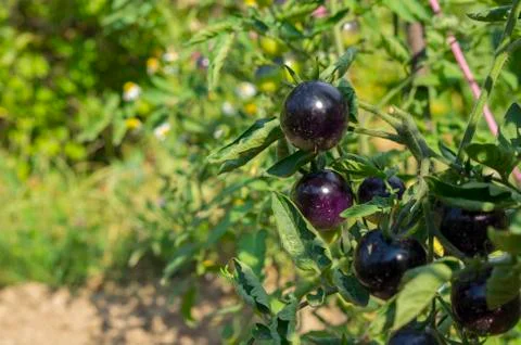 Fresh vegetable in the garden. Stock Photos