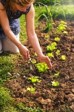 Fresh vegetable. Stock Photos