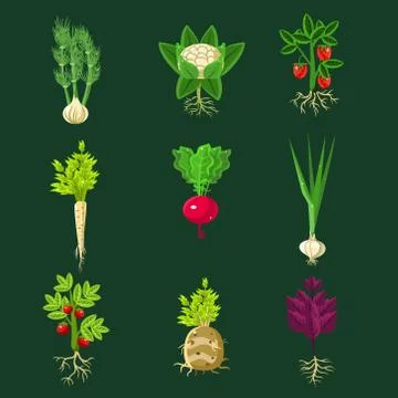 Fresh Vegetable Plants With Roots Collection Stock Illustration