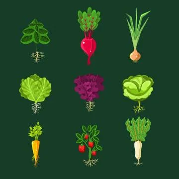 Fresh Vegetable Plants With Roots Set Stock Illustration