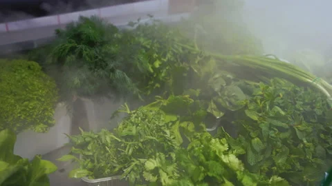 Fresh vegetables are cooled on display Stock Footage 140081473