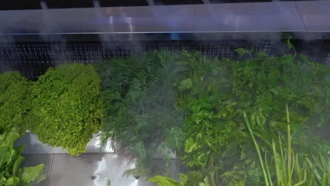 Fresh vegetables are cooled on display Stock Footage 140082095